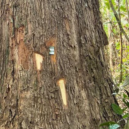Tronco de árvore na mata com marcas de inventário talhadas na casca e uma plaqueta de identificação.